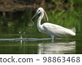 Image of little egret (Egretta garzetta) looking for food in the swamp on nature background. Bird. Animals. 98863468