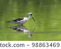 Image of Black-winged Stilt (Himantopus himantopus) are looking for food. Bird. Wild Animals. 98863469