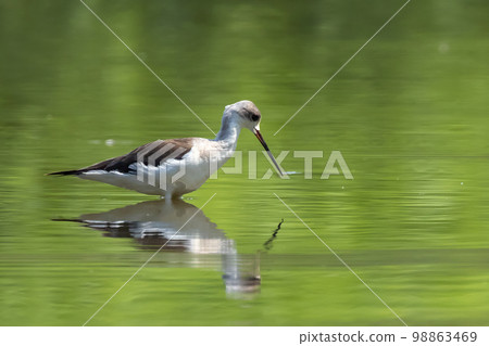Image of Black-winged Stilt (Himantopus himantopus) are looking for food. Bird. Wild Animals. 98863469