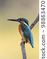 Image of common kingfisher (Alcedo atthis) perched on a branch on nature background. Bird. Animals. 98863470