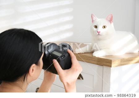 Professional animal photographer taking picture of beautiful white cat indoors, closeup 98864319