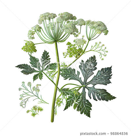 Hogweed Isolated, Heracleum or Cow Parsnip Painting, Abstract Generative AI Illustration 98864836