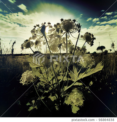 Hogweed, Heracleum, Invasive Plant, Anxious, Depressive Image, Abstract Generative AI Illustration 98864838