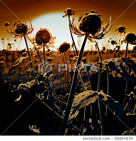 Hogweed, Heracleum, Cow Parsnip,  Anxious, Depressive Image, Abstract Generative AI Illustration 98864839