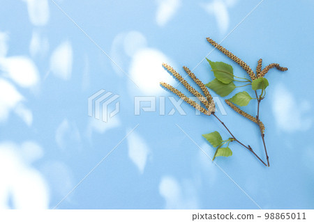 barez branch with buds, Birch branch on a blue background with highlights 98865011