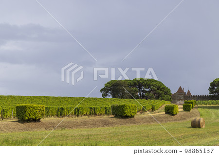 Typical vineyards near Chateau d Yquem, Sauternes, Bordeaux, Aquitaine, France Typical vineyards near Chateau d Yquem, Sauternes, Bordeaux, Aquitaine, France 98865137
