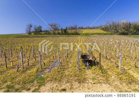 Spring vineyards near Beaune, Burgundy, France 98865191