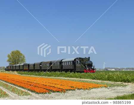 steam trai with tulip field, Hoorn - Medemblik, Noord Holland, Netherlands 98865199