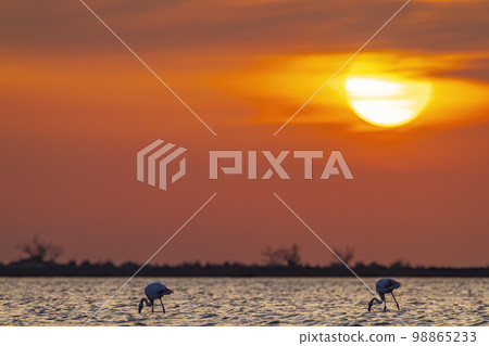 Flamingo in Parc Naturel regional de Camargue, Provence, France 98865233