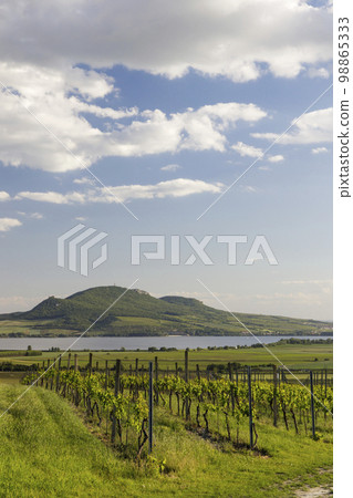 Spring vineyards under Palava near Sonberk, South Moravia, Czech Republic Spring vineyards under Palava near Sonberk, South Moravia, Czech Republic 98865333