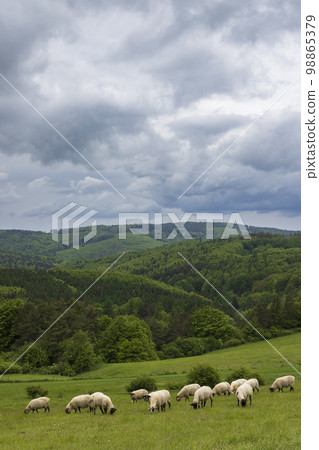 Spring landscape with white sheep in White Carpathians, Czech Republic Spring landscape with white sheep in White Carpathians, Czech Republic 98865379