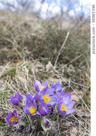 Pasque flower, National park Podyji, Southern Moravia, Czech Republic Pasque flower, National park Podyji, Southern Moravia, Czech Republic 98865396