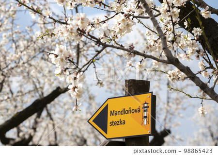 Sign "almond trail" in Almond tree orchard in Hustopece, South Moravia, Czech Republic 98865423