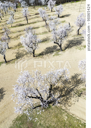 Almond tree orchard in Hustopece, South Moravia, Czech Republic 98865424
