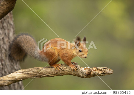 The red squirrel, Sciurus vulgaris, sitting in the scandinavian forest on the branch. Squirrel in a typical environment The red squirrel, Sciurus vulgaris, sitting in the scandinavian forest on the branch. Squirrel in a typical environment 98865455