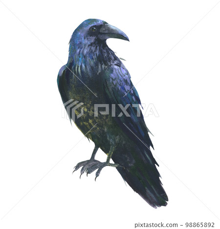Watercolor illustration, raven from the family of corvids. isolated on white background Watercolor illustration, raven from the family of corvids. isolated on white background 98865892