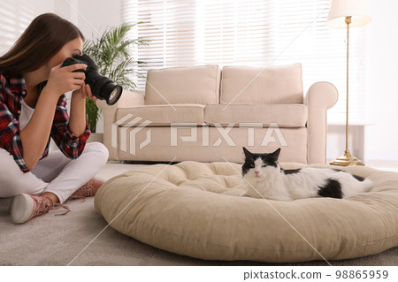 Professional animal photographer taking picture of beautiful cat at home 98865959