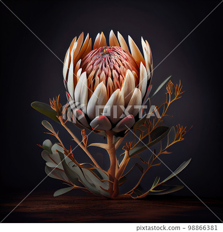 Protea Flower, African Protea, Abstract Generative AI Illustration Protea Flower, African Protea, Abstract Generative AI Illustration 98866381