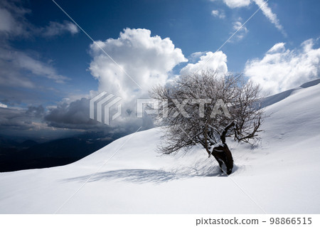 Winter landscape, lonely tree covered by snow Winter landscape, lonely tree covered by snow 98866515