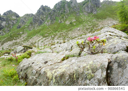 Rhododendron shrub on rock. Nature close up. Mountain landscape Rhododendron shrub on rock. Nature close up. Mountain landscape 98866541