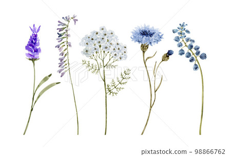 Set of watercolor illustrations of blue flowers on a white background. Set of watercolor illustrations of blue flowers on a white background. 98866762