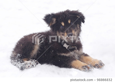 shepherd puppy closeup photo on white snow background shepherd puppy closeup photo on white snow background 98866832