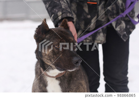 staffordshire terrier closeup photo on leash with human hand 98866865