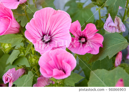 Flowers of lavatera trimestris has bloomed in growers garden in flower bed with pink buds. 98866903