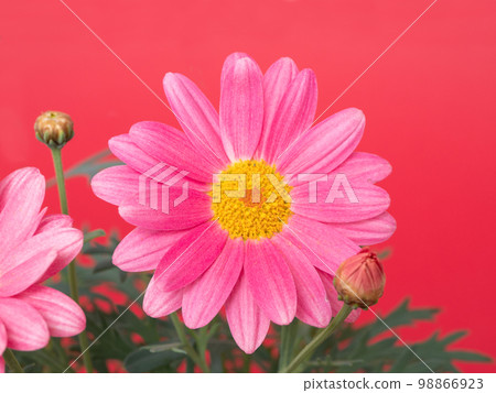 Margaret Simply Coral 98866923