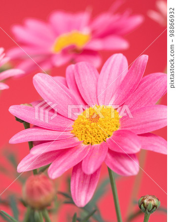 瑪格麗特簡單珊瑚 瑪格麗特簡單珊瑚 98866932