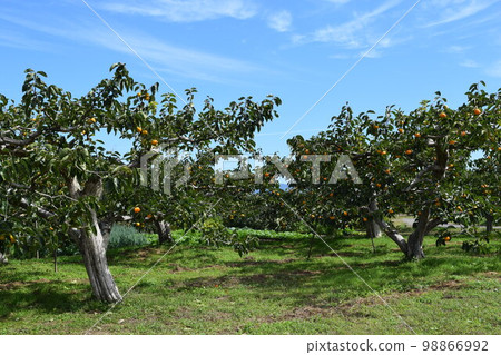 Persimmon tree Shonai, Yamagata Prefecture Persimmon tree Shonai, Yamagata Prefecture 98866992