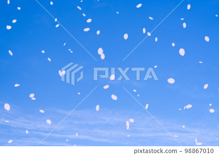 [Sakurafubuki Material] Sakurafubuki dancing in the blue sky [Nagano Prefecture] 98867010