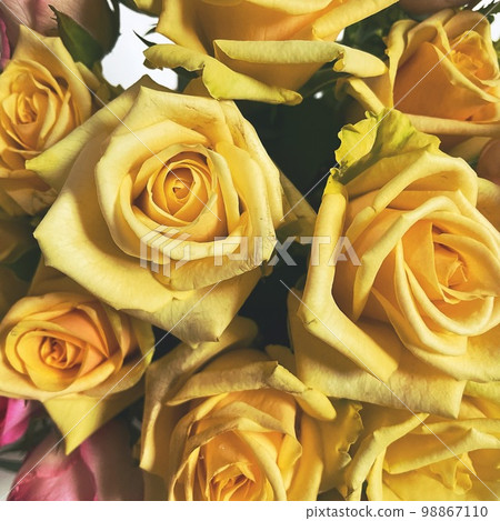 Yellow rose Yellow rose 98867110