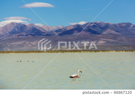 Flamingo in Bolivia 98867120