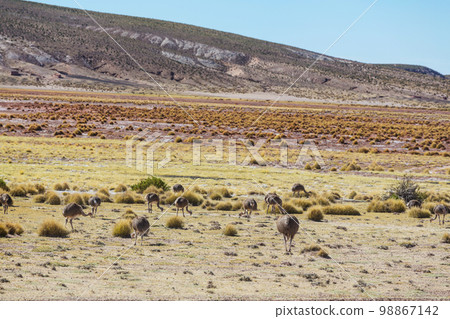 Ostrich Ostrich 98867142
