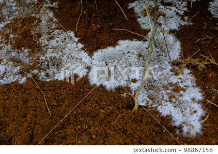 spreading mycelium 98867156