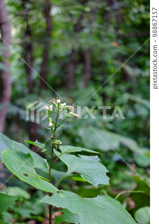 山野草(蟹蝠花) 山野草(蟹蝠花) 98867157