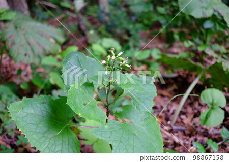 山野草(蟹蝠花) 山野草(蟹蝠花) 98867158