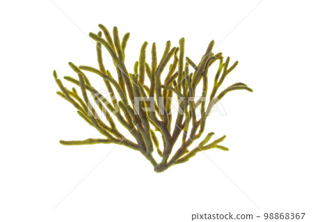 Velvet horn or spongeweed seaweed branch isolated on white 98868367