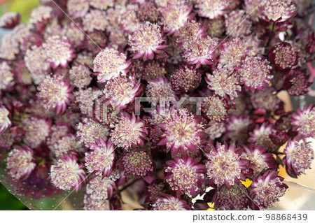 Great Masterwort Flower Closeup, Blurred Astrantia Major Flowers Bouquet, Macro Photo of Violet Petals Blooming Great Masterwort Flower Closeup, Blurred Astrantia Major Flowers Bouquet, Macro Photo of Violet Petals Blooming 98868439