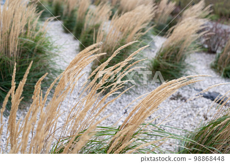 Blurred Pampas Grass Texture Background, Dry Soft Cortaderia Selloana, Fluffy Pampas Grass Reed Blurred Pampas Grass Texture Background, Dry Soft Cortaderia Selloana, Fluffy Pampas Grass Reed 98868448