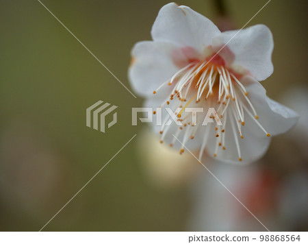 Plum blossoms blooming in January "Winter solstice (Touji)" 98868564