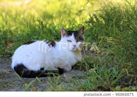 柚子之鄉 在諸山町的森林裡,一隻貓幸福地生活著,深受居民喜愛,它可愛地凝視著田野的景色。 柚子之鄉 在諸山町的森林裡,一隻貓幸福地生活著,深受居民喜愛,它可愛地凝視著田野的景色。 98868875