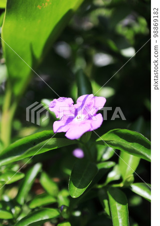 曬太陽的臭松 98869182