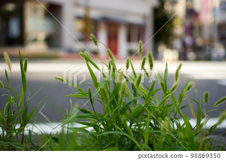 綠色狐尾，逗貓棒，路邊，特寫 98869350