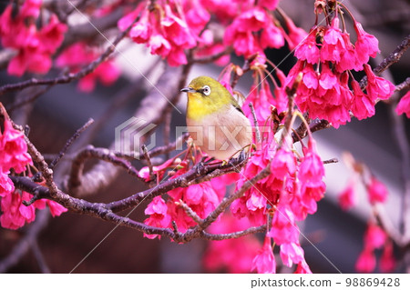 Pink spring landscape and white-eye 98869428