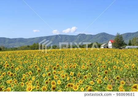 Sunflower field at Enjoy Farm Yume in Akaigawa Village, Hokkaido 98869681