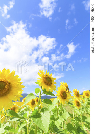 Sunflower field at Enjoy Farm Yume in Akaigawa Village, Hokkaido Sunflower field at Enjoy Farm Yume in Akaigawa Village, Hokkaido 98869688