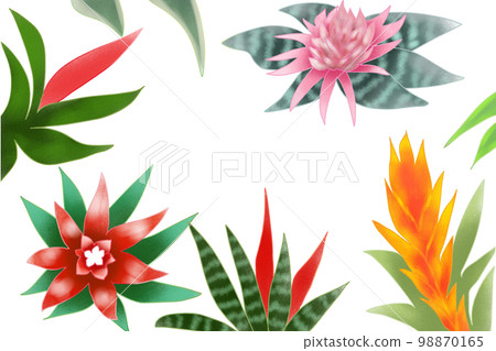 Bromeliad 98870165