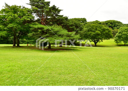 Meiji Shrine Lawn in front of Treasure Hall Meiji Shrine Lawn in front of Treasure Hall 98870171